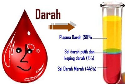 komposisi darah