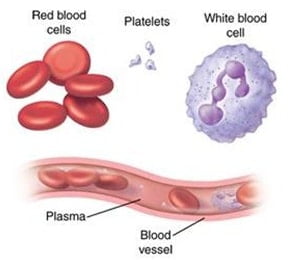 plasma darah