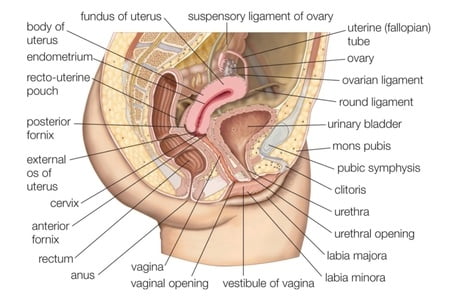 sistem pembiakan wanita