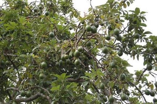 Buah Avokado 1