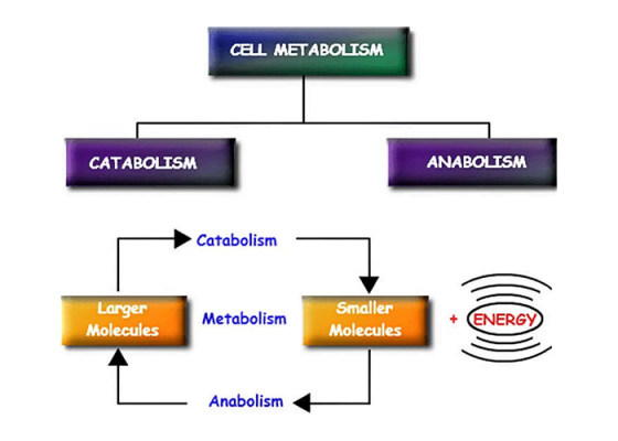 Apa itu Metabolisma 1