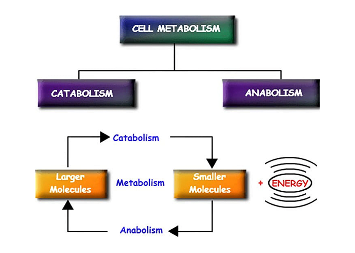 Apa itu Metabolisma 1