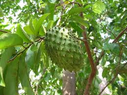 Herba yang Berkesan untuk Merawat Darah Tinggi 2