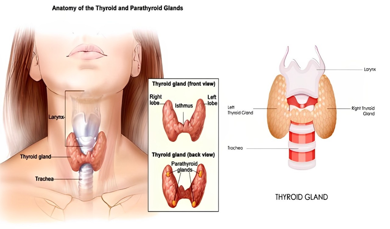 Penyakit Tiroid dan Simptom-simptomnya 1