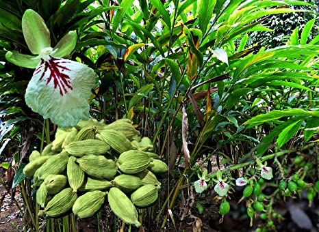 Buah Pelaga: Rempah Serbaguna dari Timur yang Menakjubkan 1