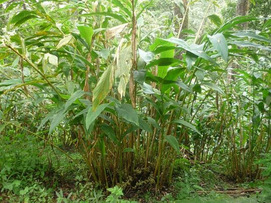 Buah Pelaga: Rempah Serbaguna dari Timur yang Menakjubkan 2